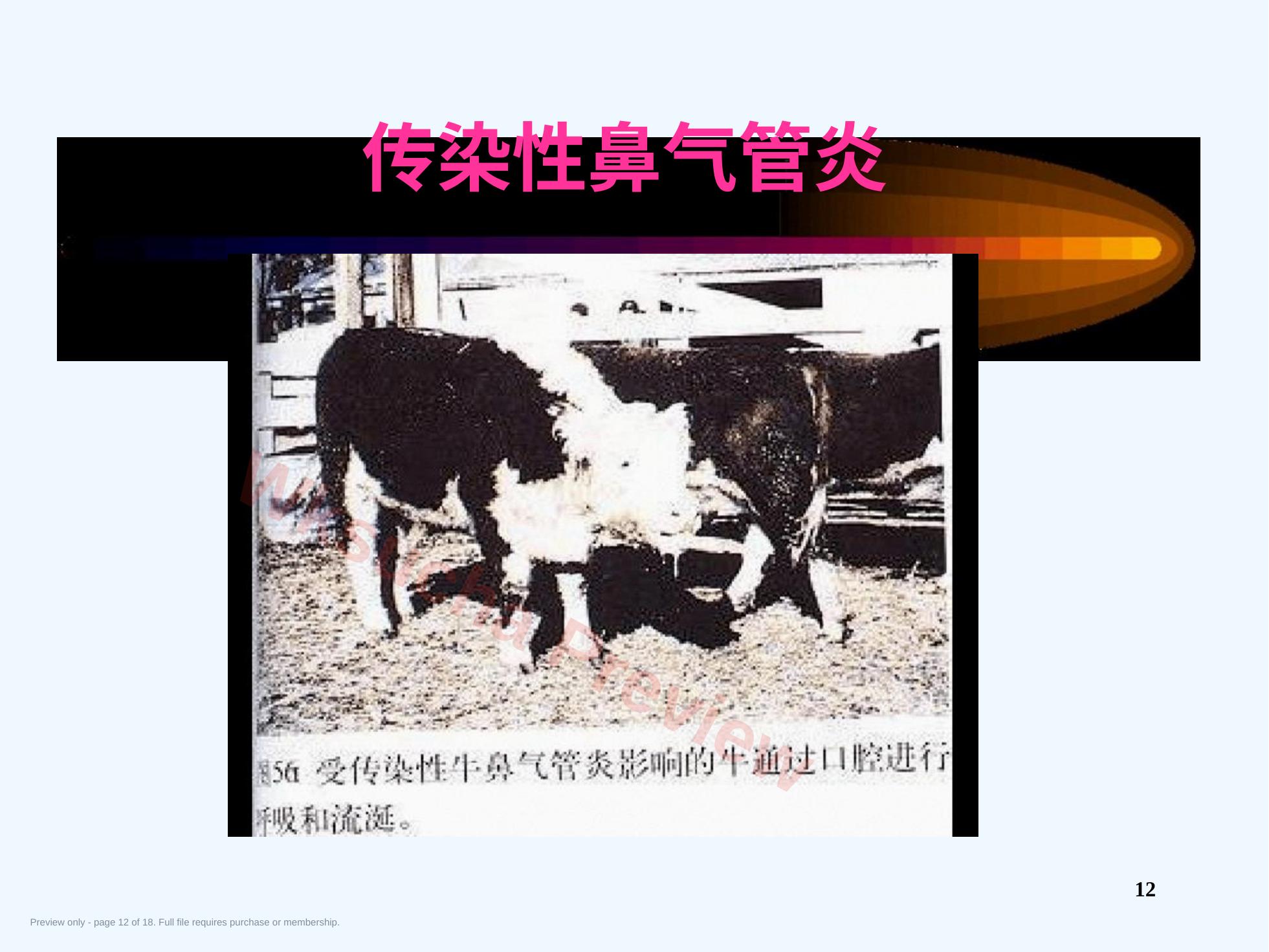 预览第 12 页