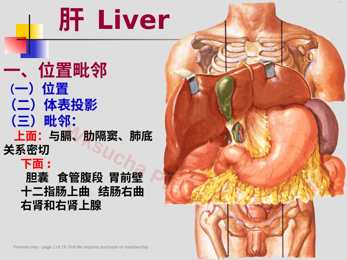 医学肝胆门V