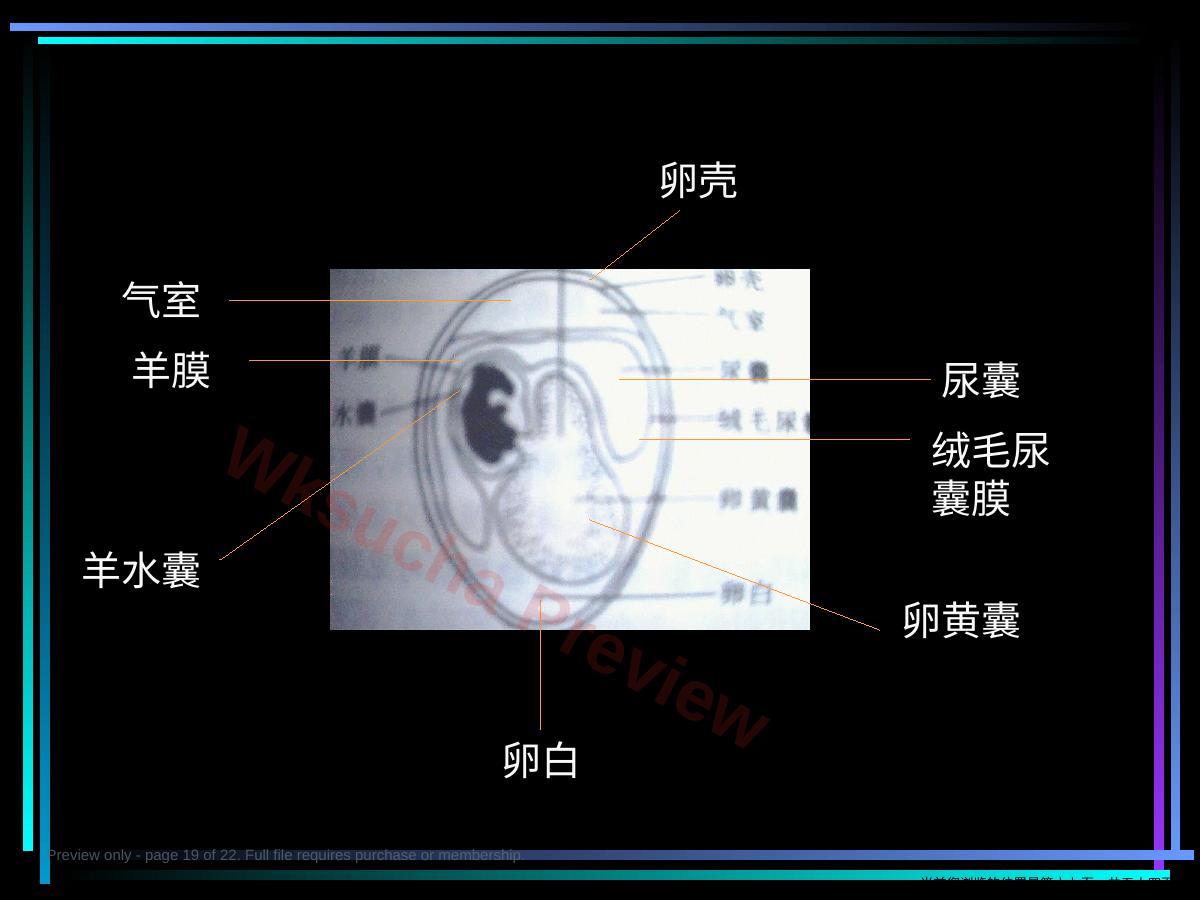 预览第 19 页