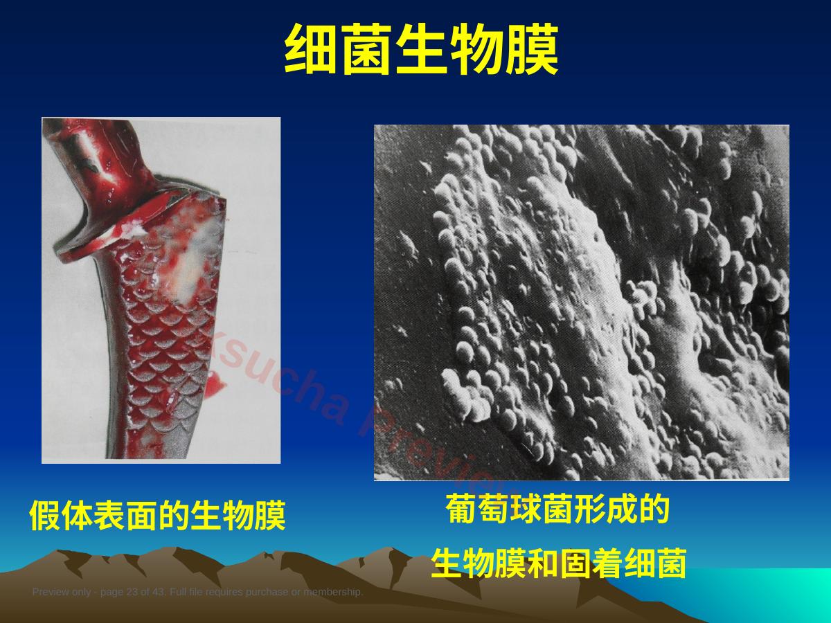 预览第 23 页