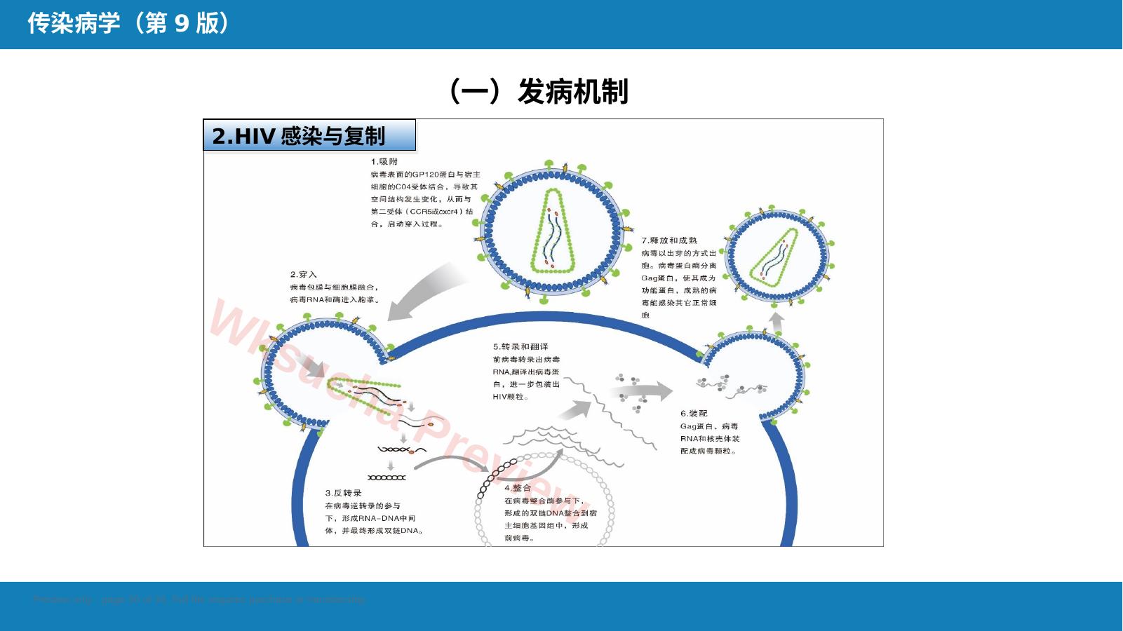 预览第 30 页