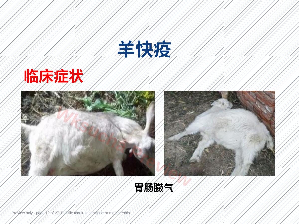 预览第 12 页