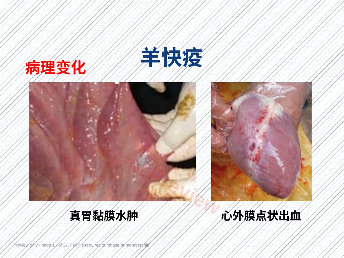 预览第 16 页