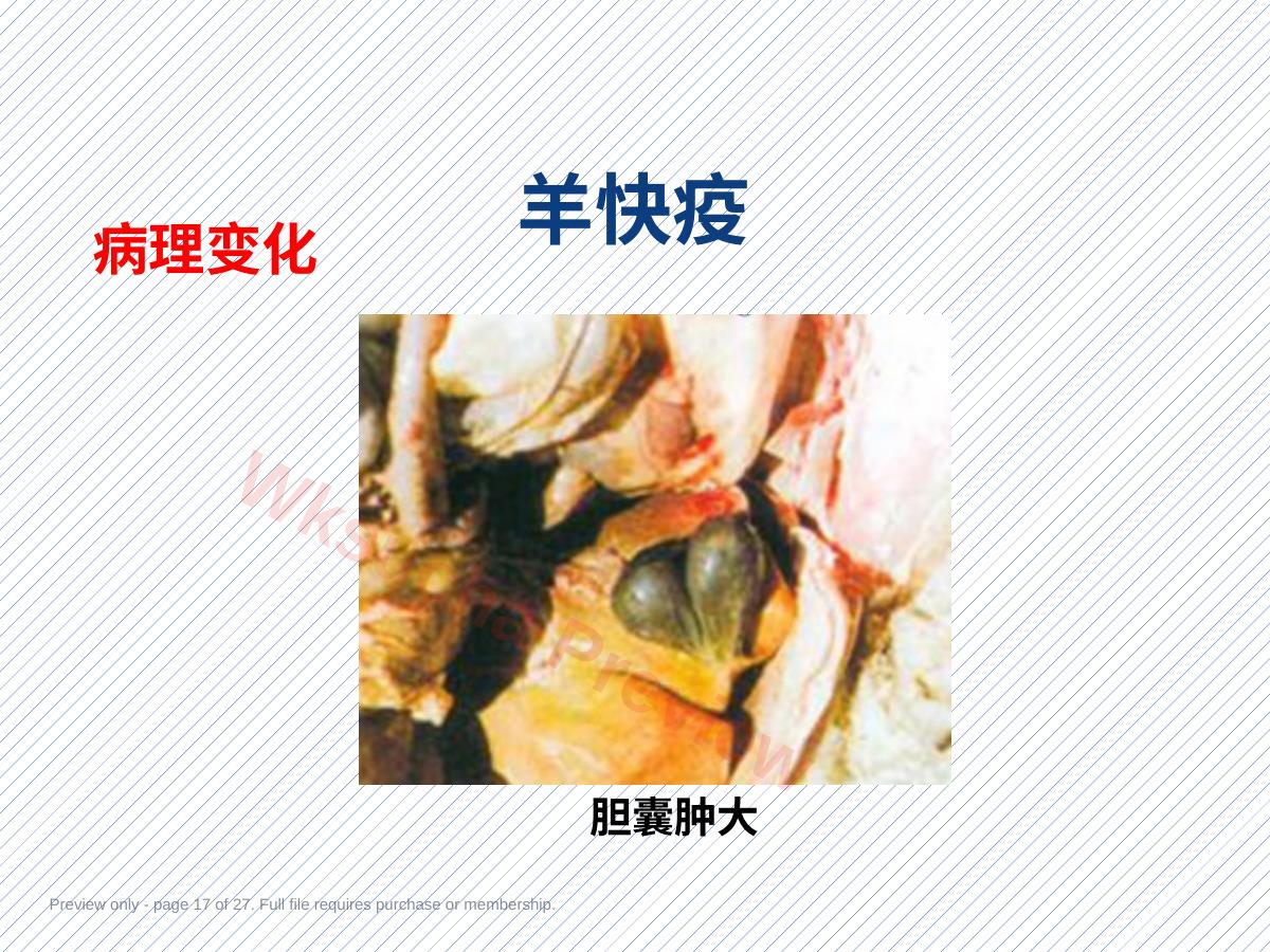 预览第 17 页