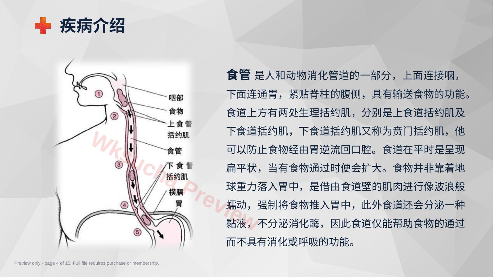 预览第 4 页