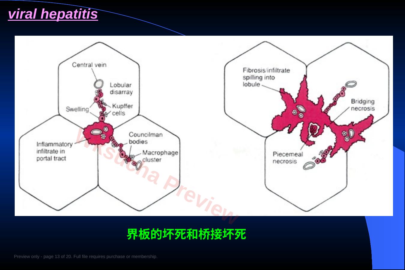 预览第 13 页