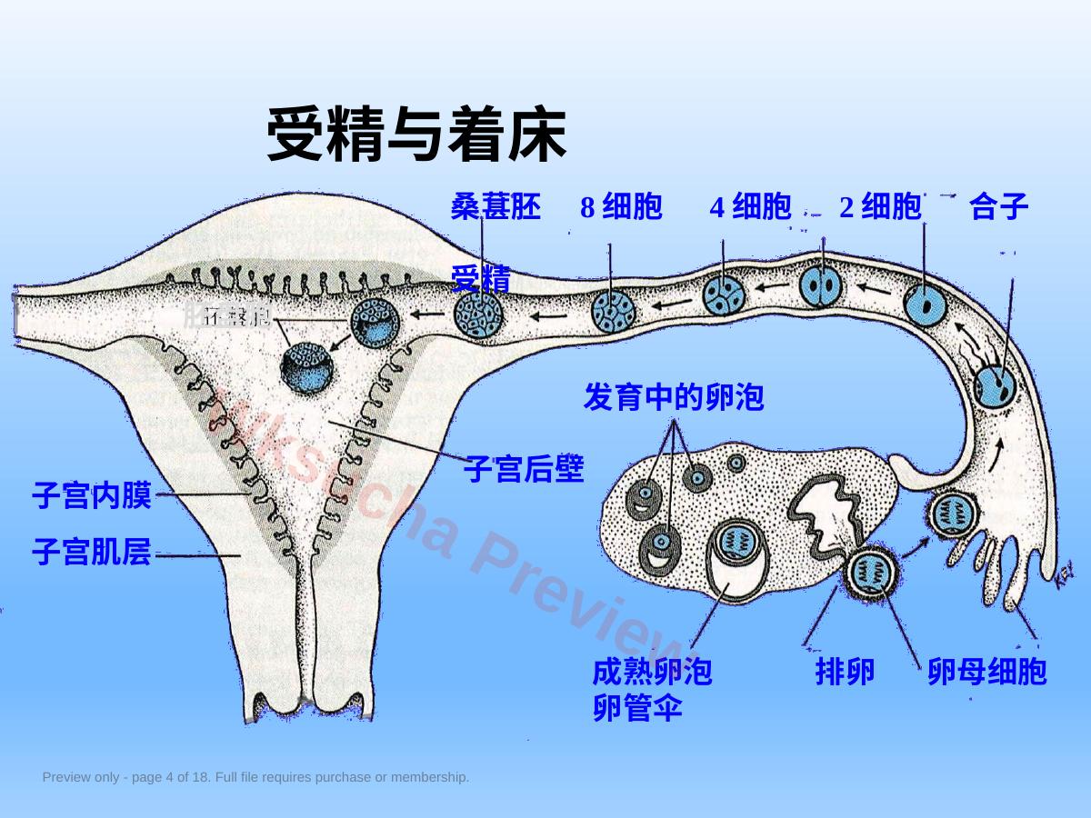 预览第 4 页
