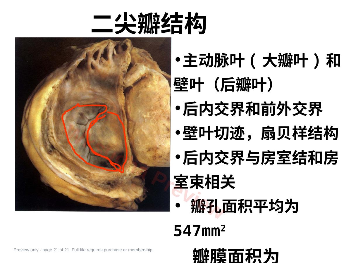 预览第 21 页
