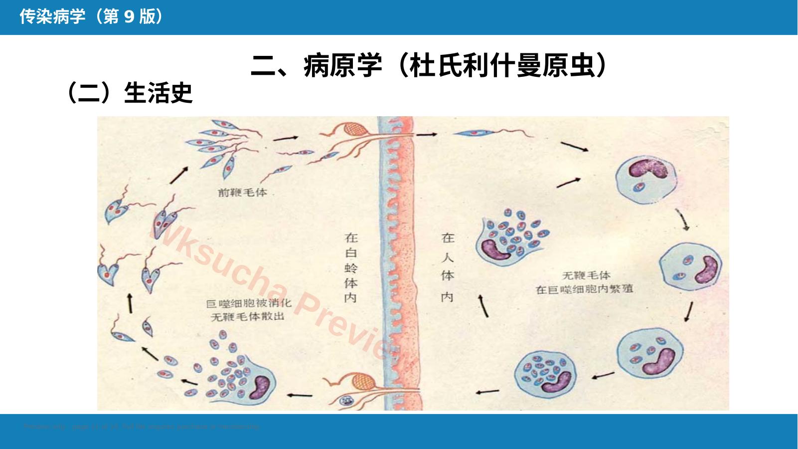 预览第 11 页