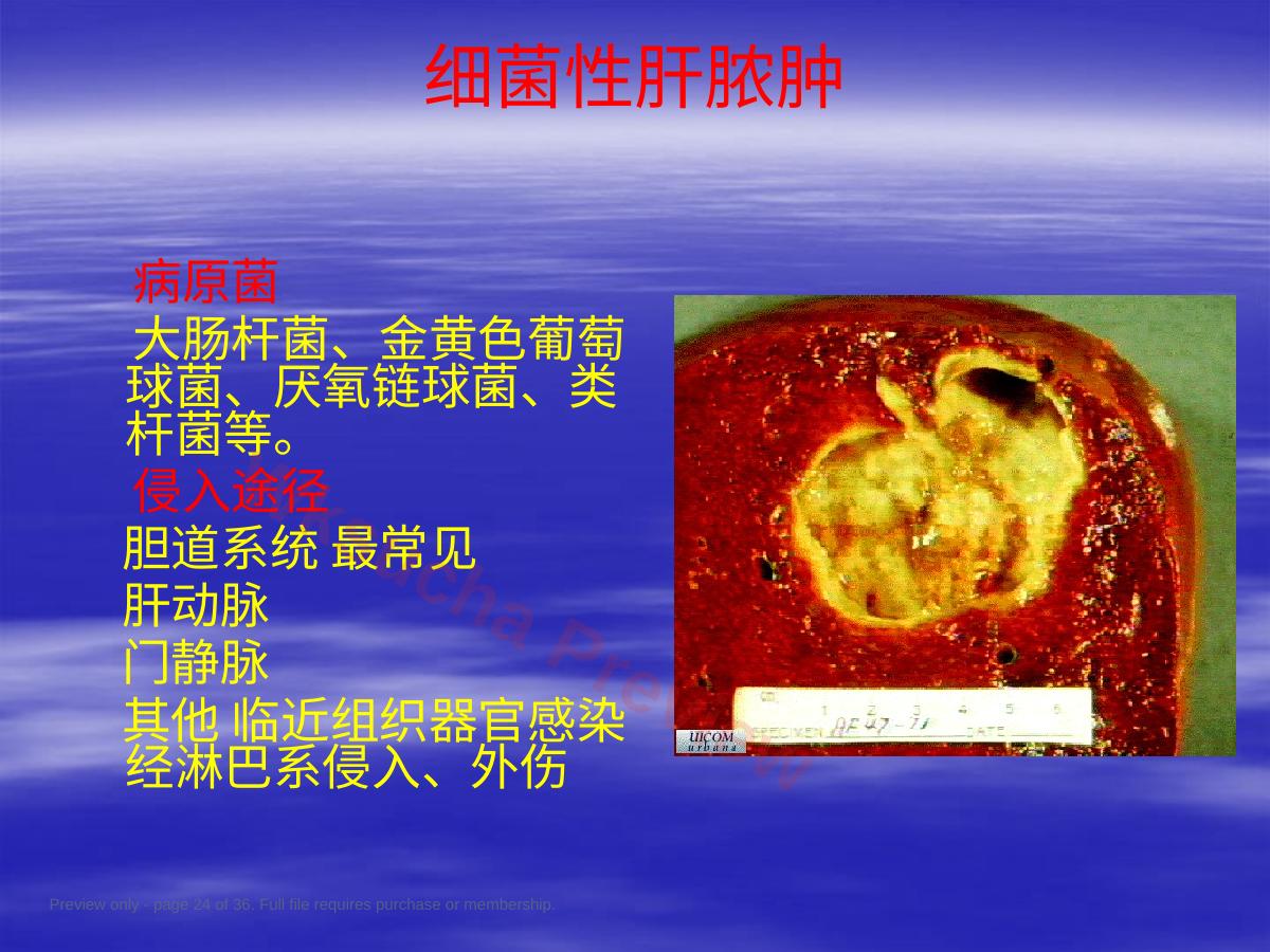 预览第 24 页