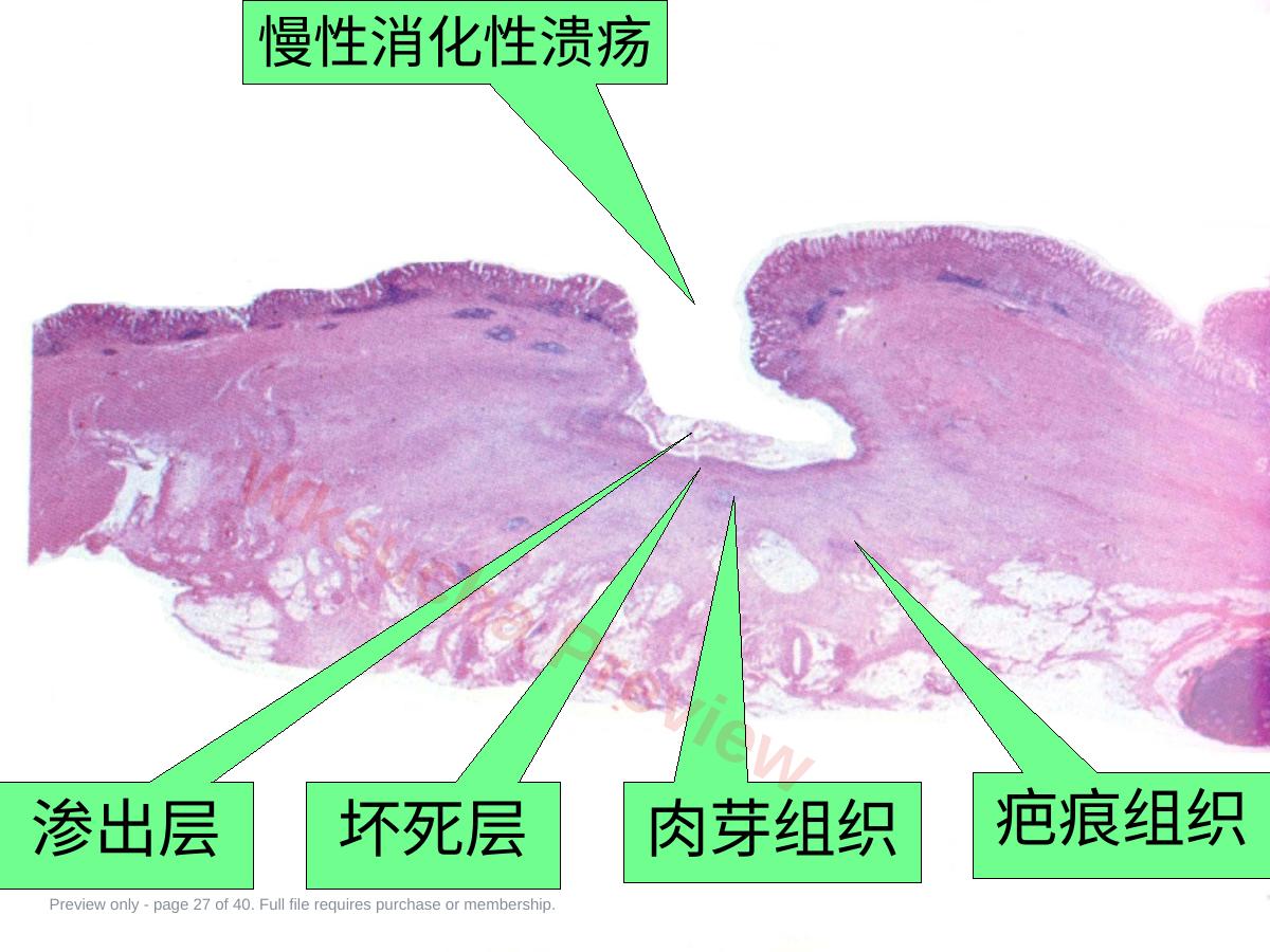 预览第 27 页