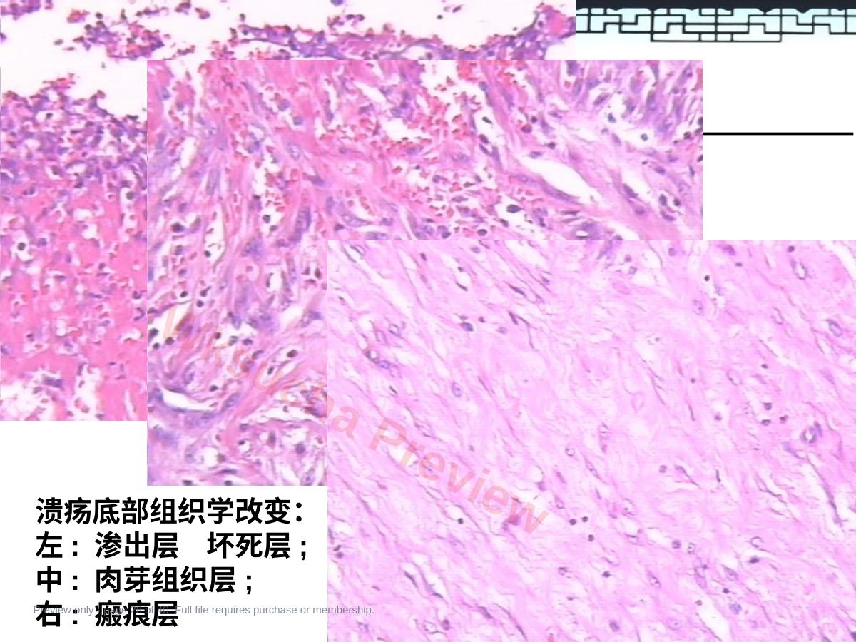预览第 28 页