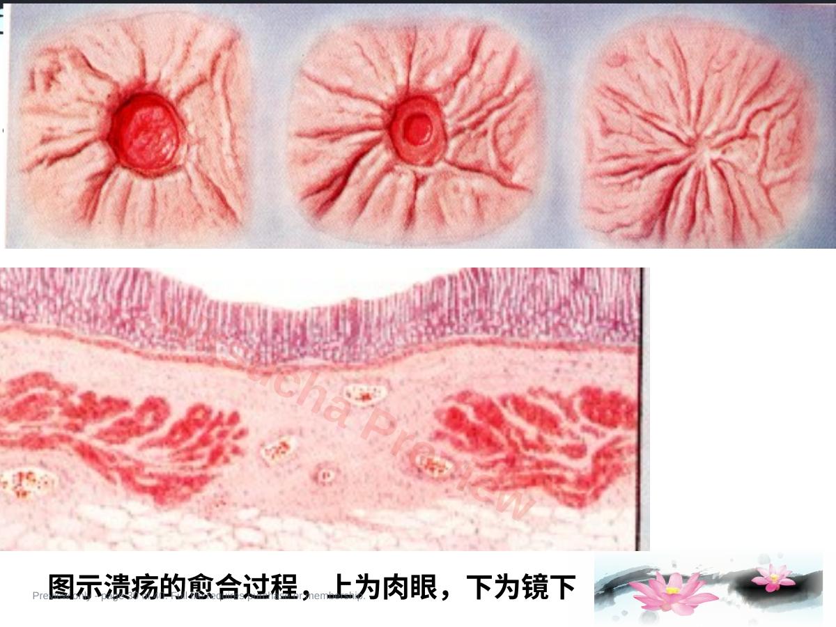 预览第 30 页