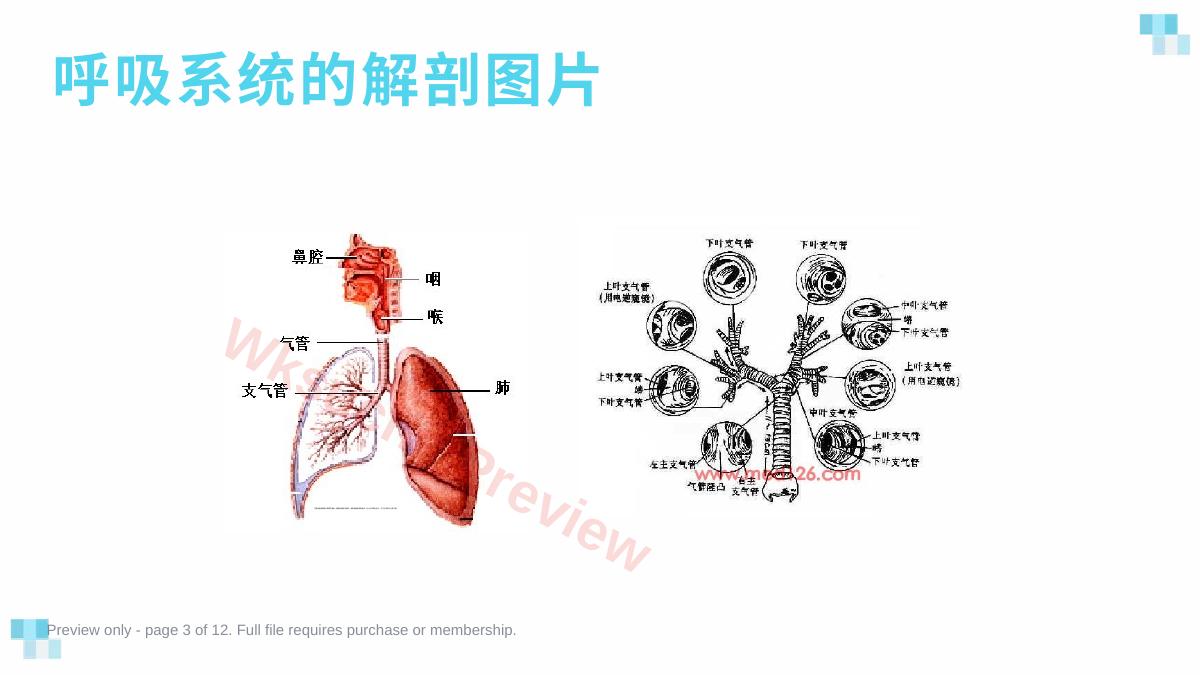 预览第 3 页