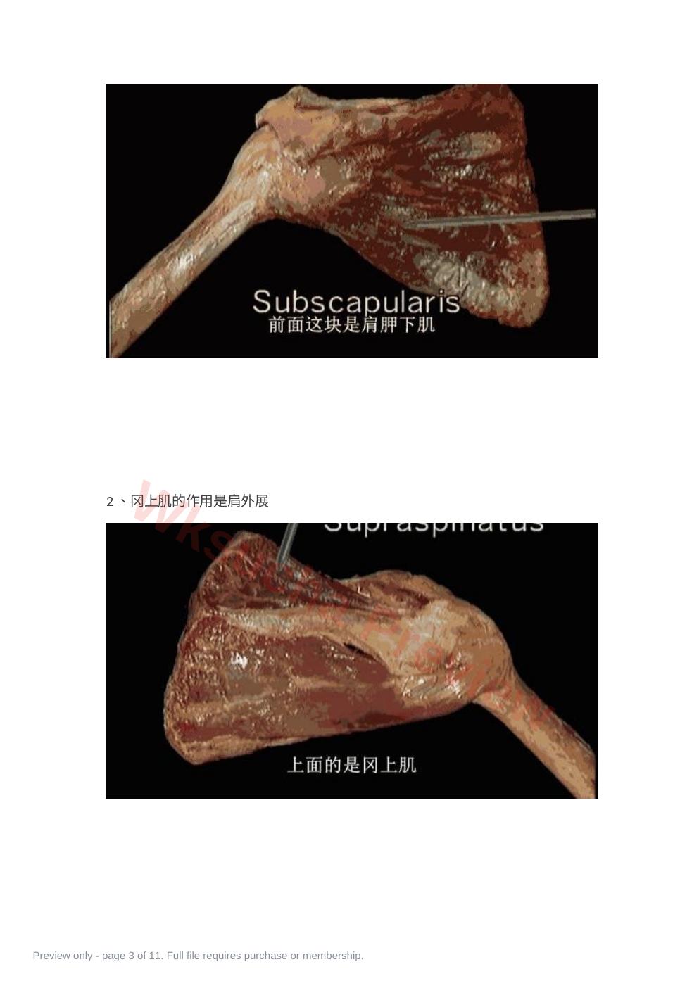 预览第 3 页
