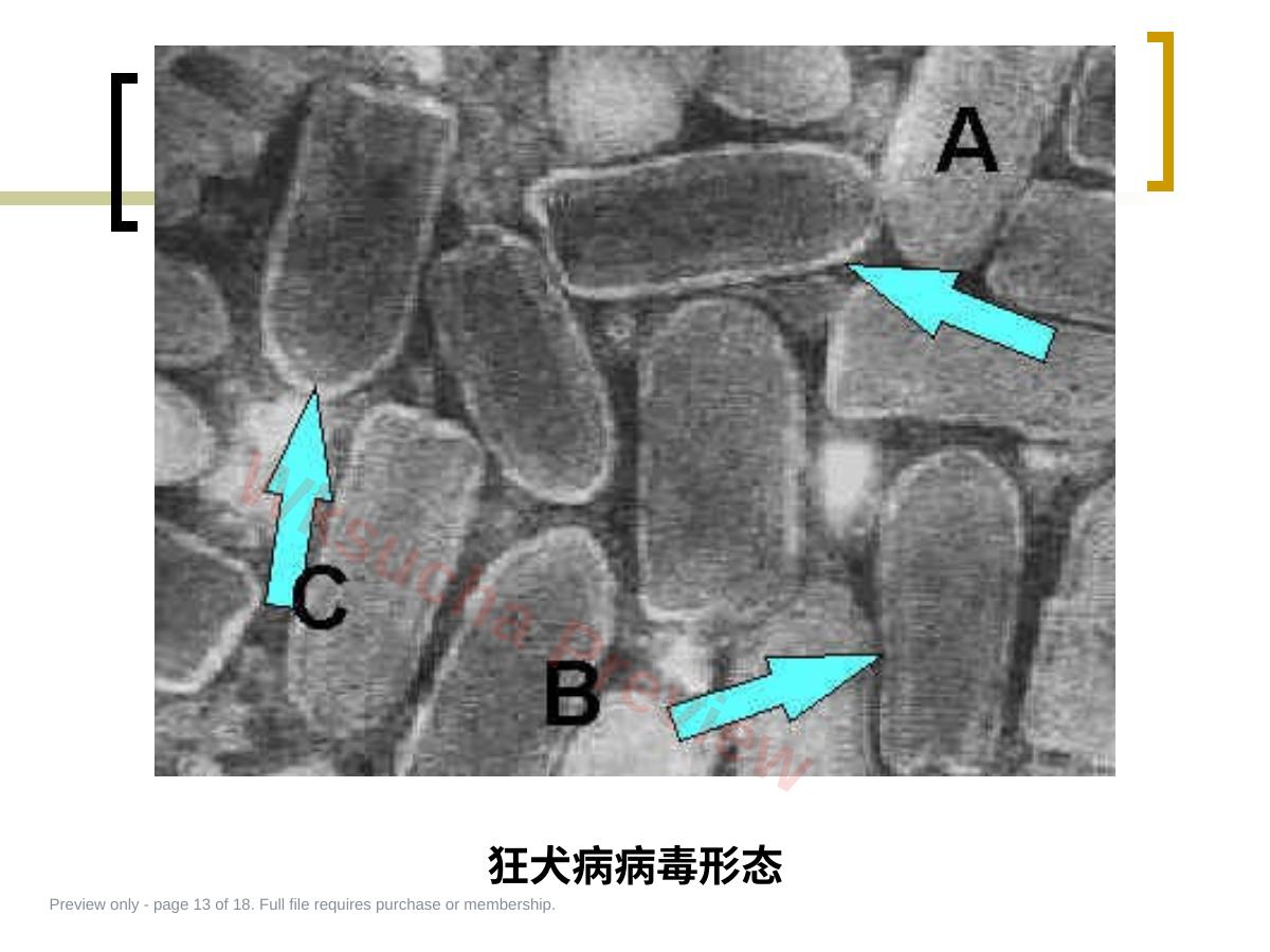 预览第 13 页