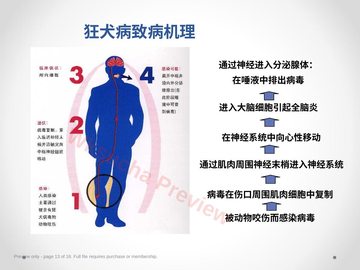 预览第 13 页