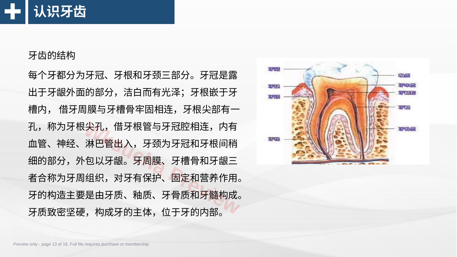 预览第 13 页