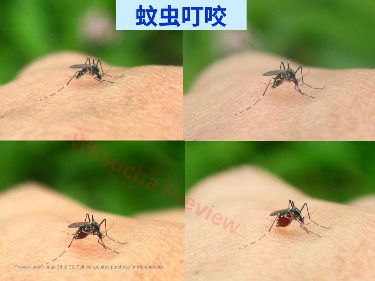 预览第 24 页