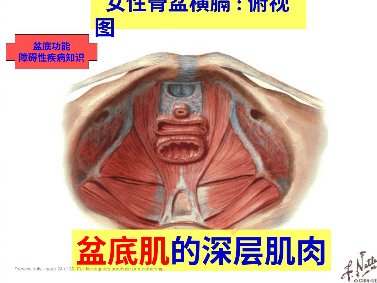 预览第 24 页