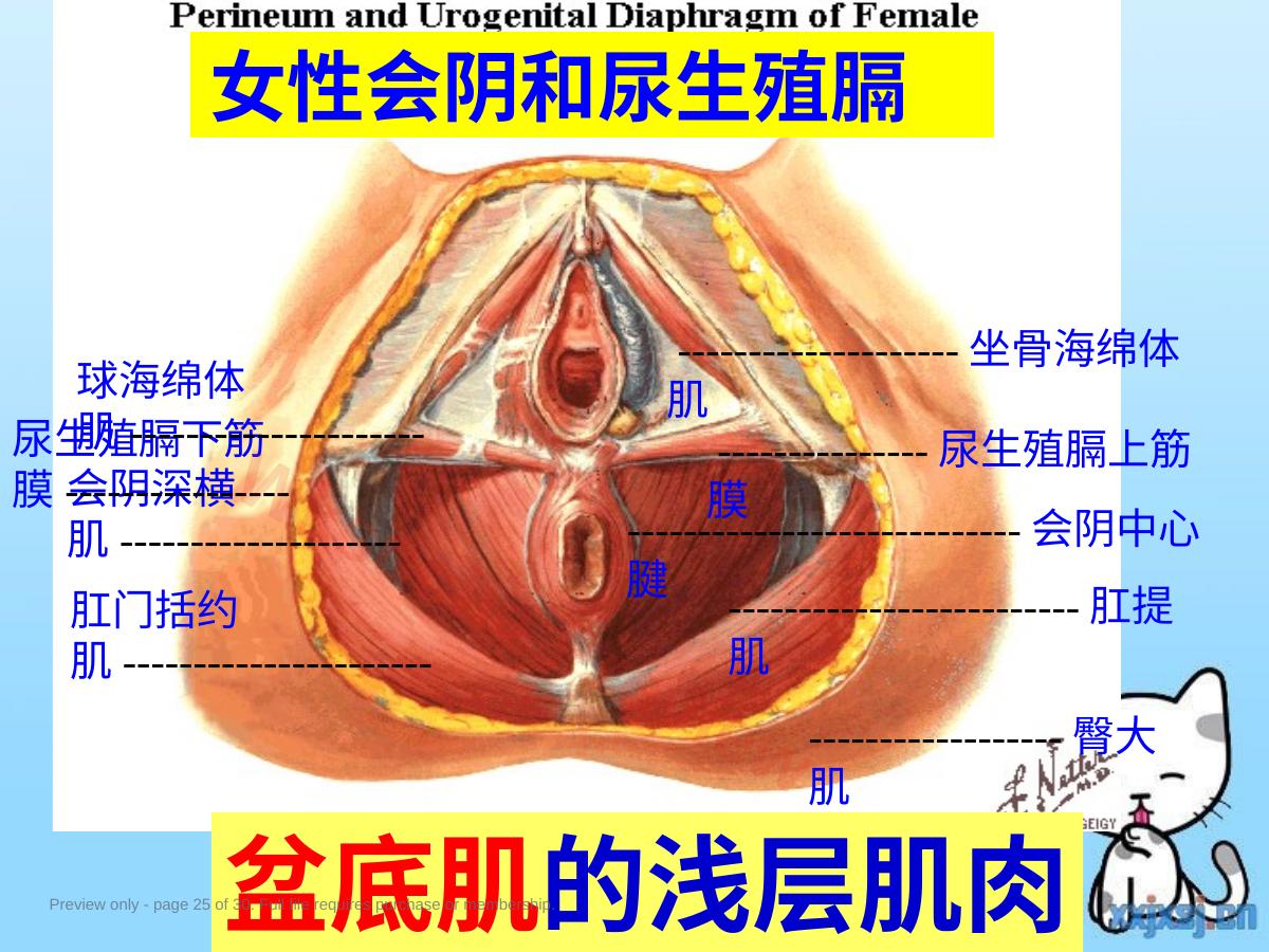 预览第 25 页