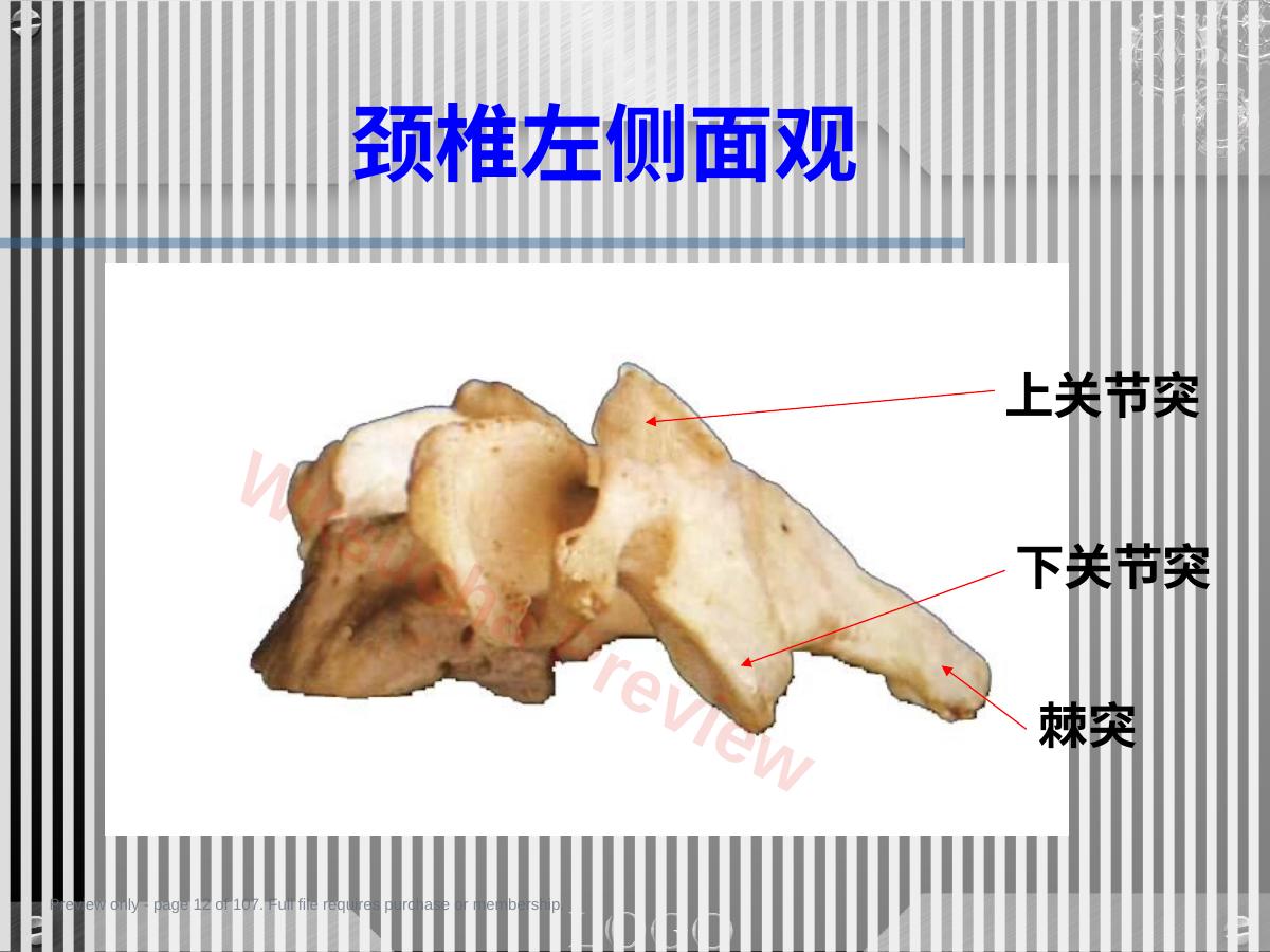 预览第 12 页