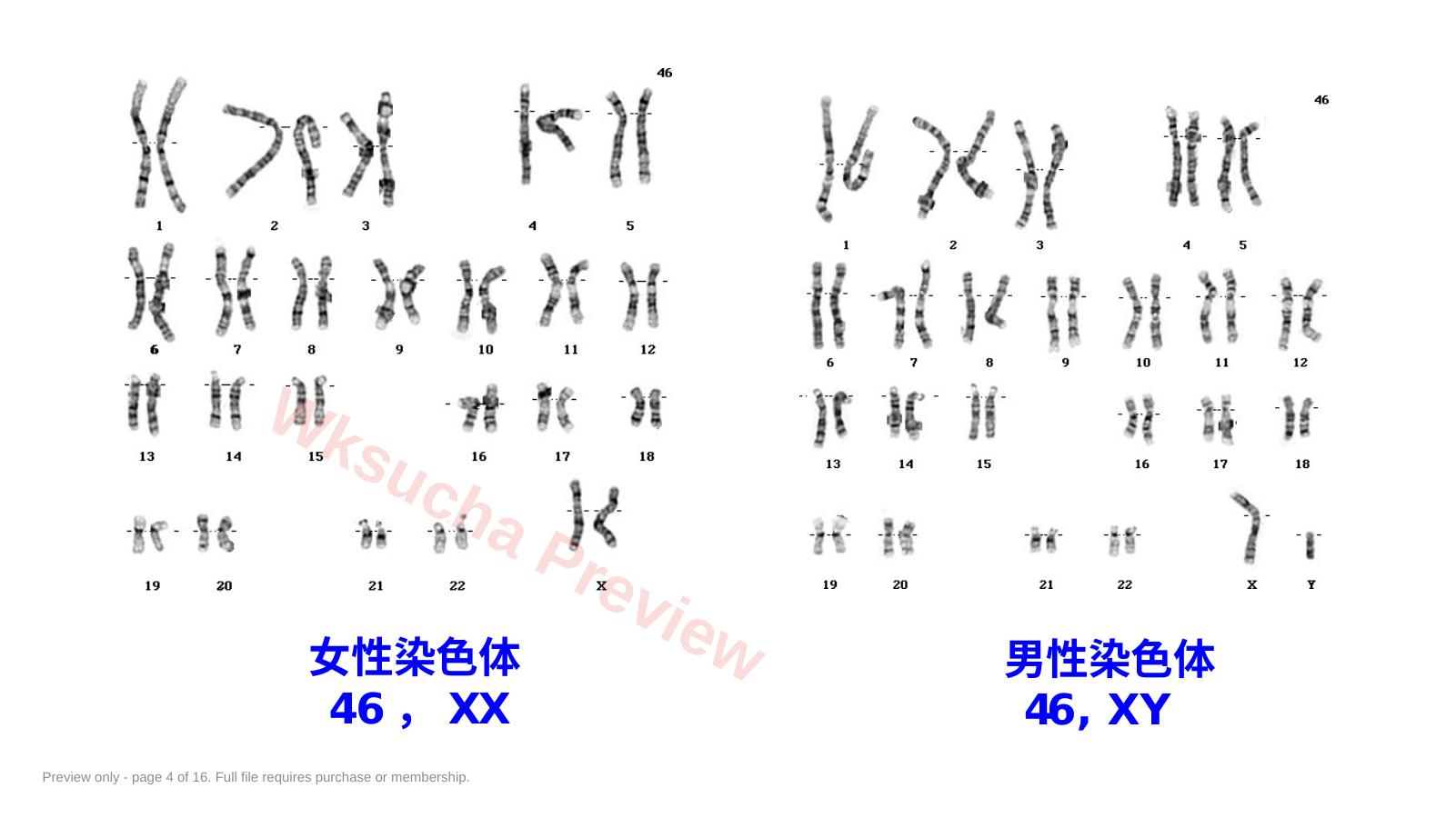 预览第 4 页