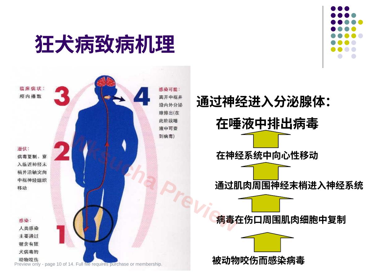 预览第 10 页
