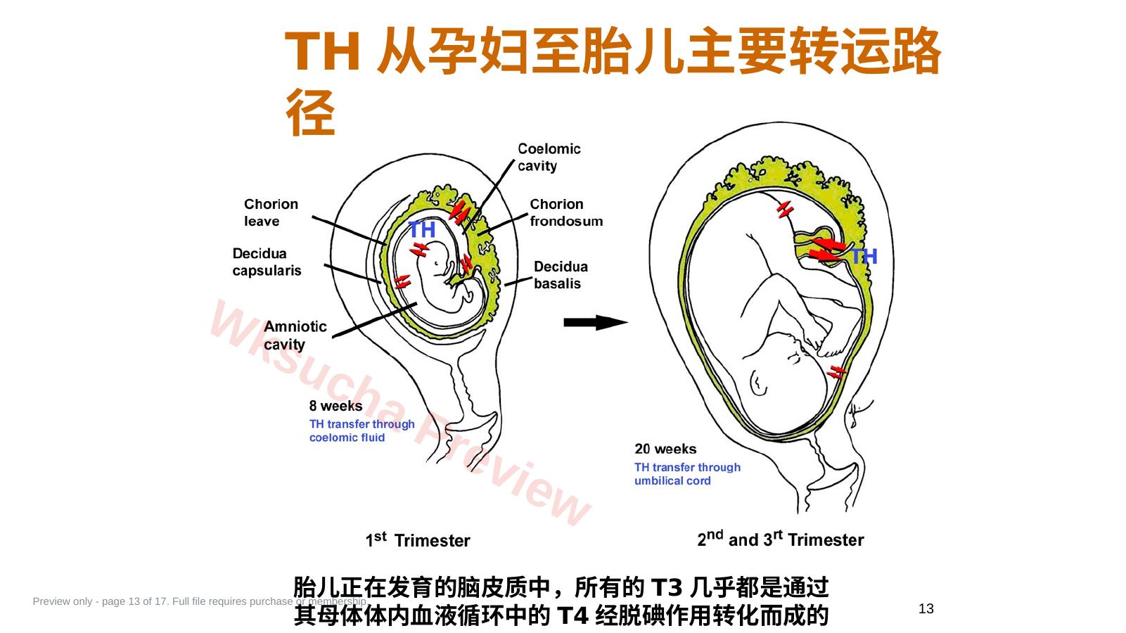 预览第 13 页