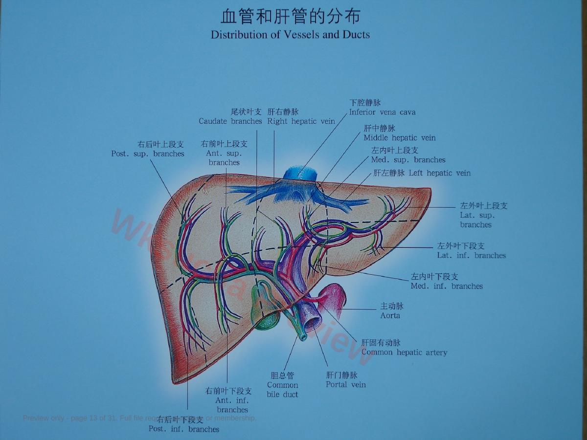 预览第 13 页