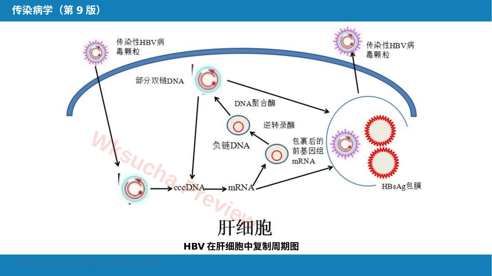 预览第 14 页