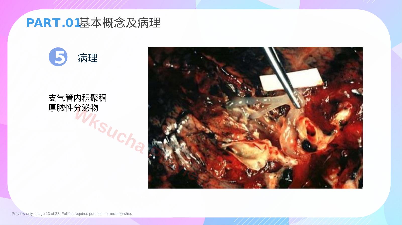 预览第 13 页