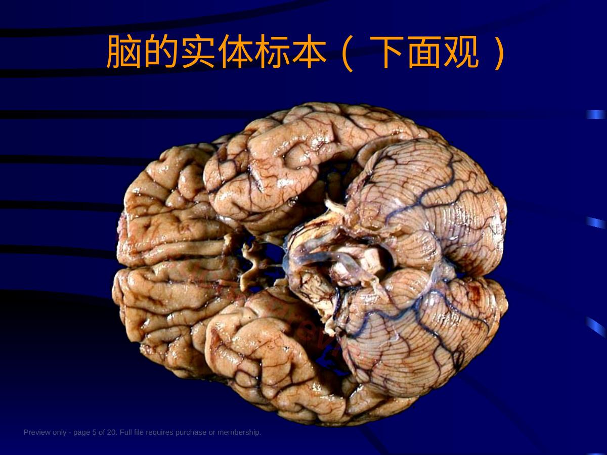 预览第 5 页