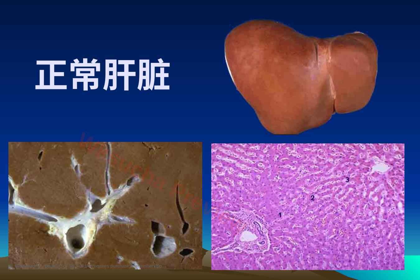 预览第 20 页
