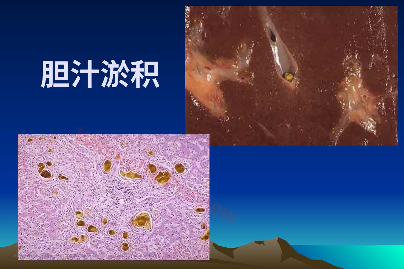 预览第 24 页