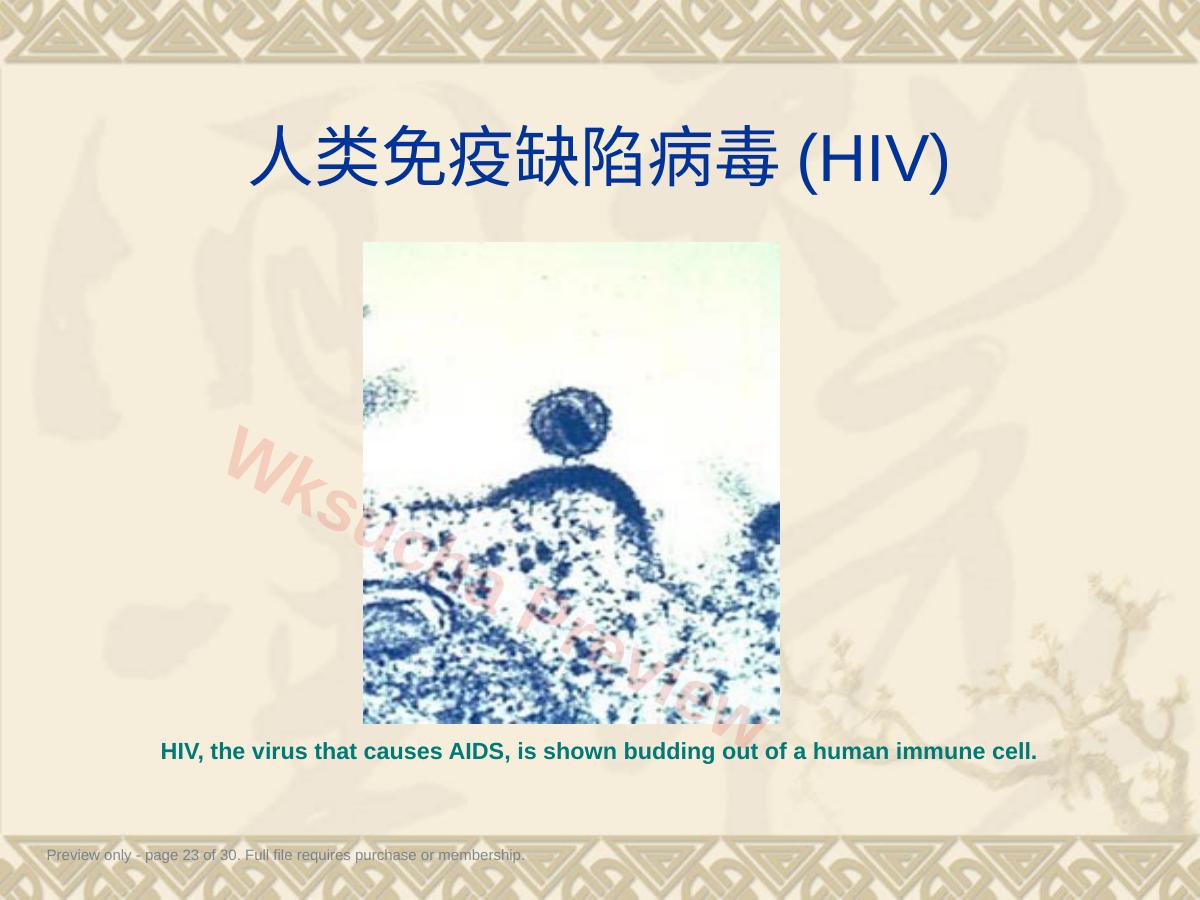 预览第 23 页