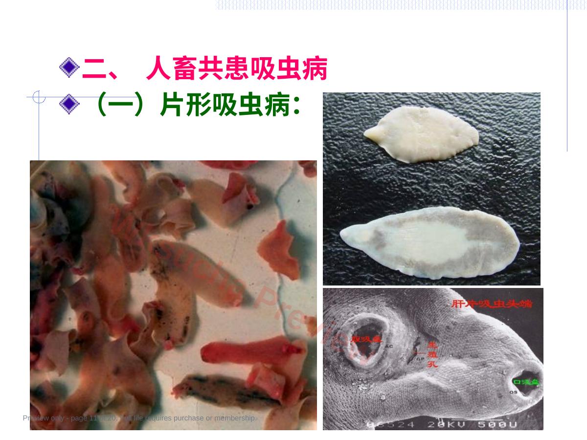 预览第 11 页