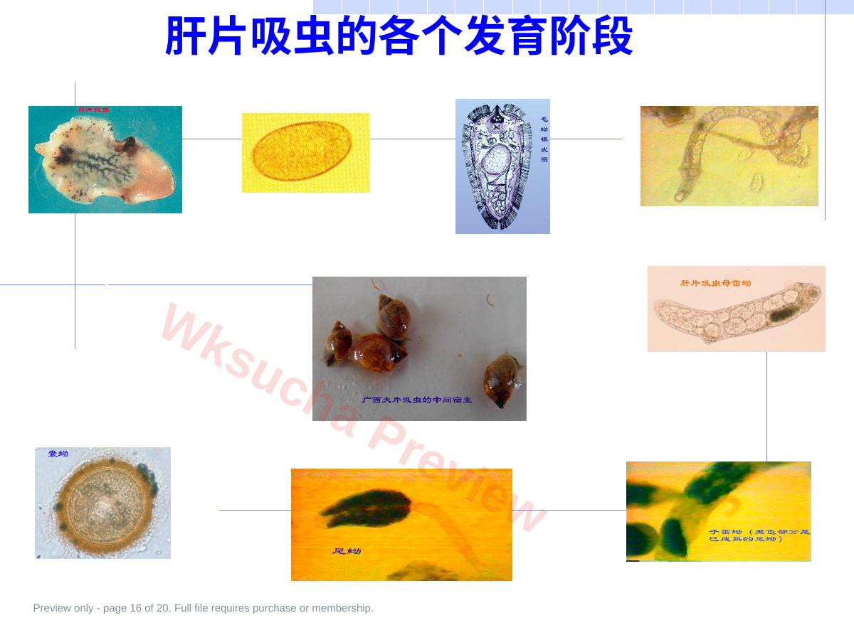 预览第 16 页