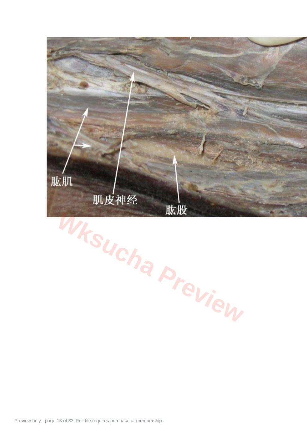 预览第 13 页