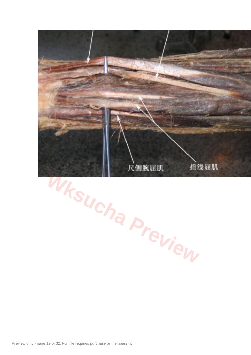 预览第 19 页