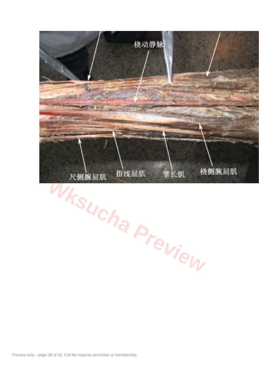 预览第 28 页