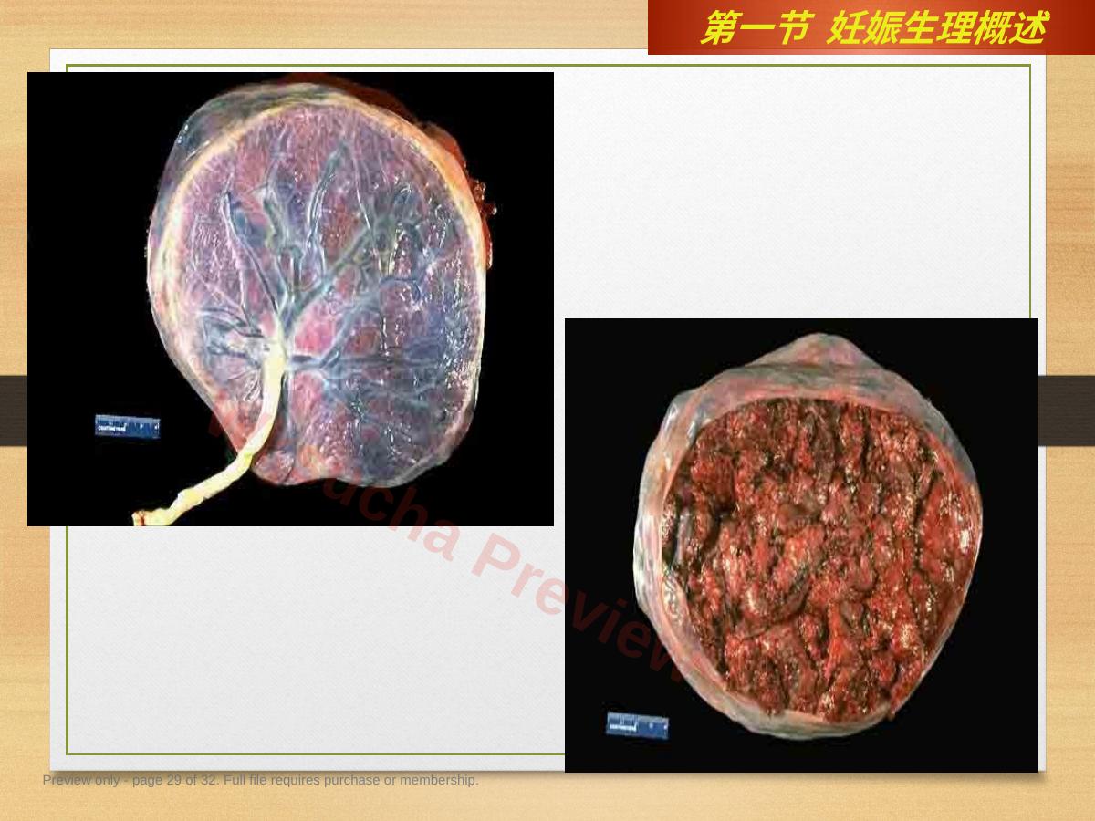 预览第 29 页