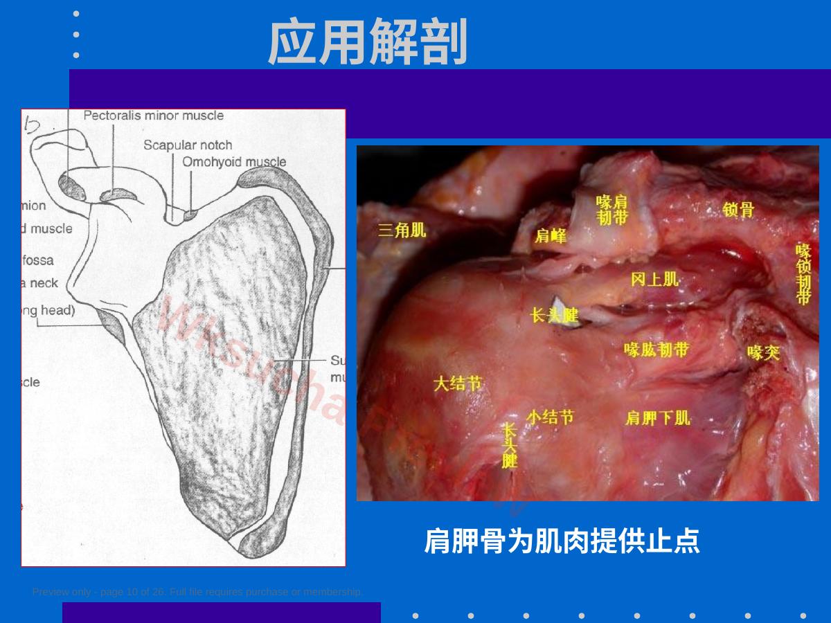 预览第 10 页