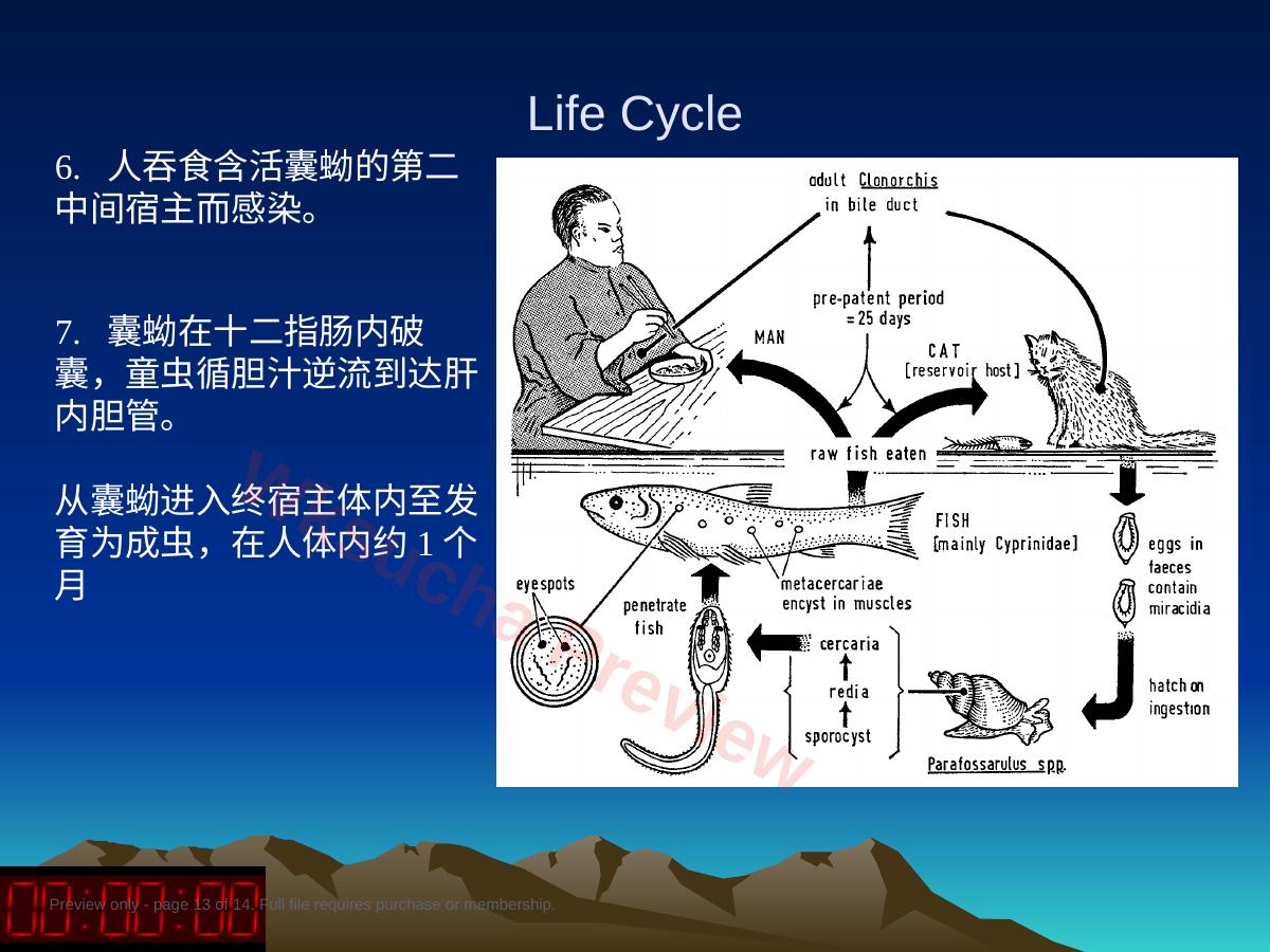 预览第 13 页