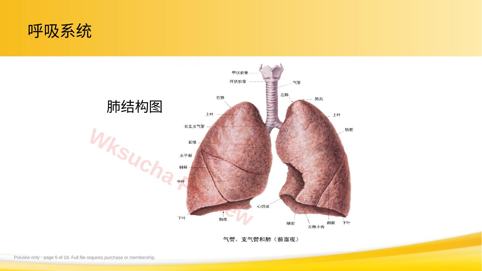 预览第 5 页