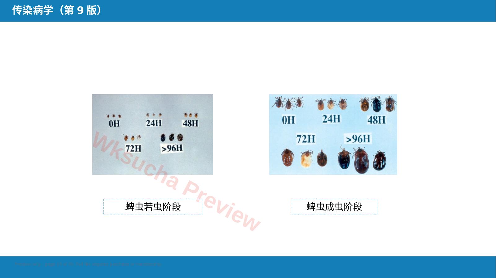 预览第 13 页