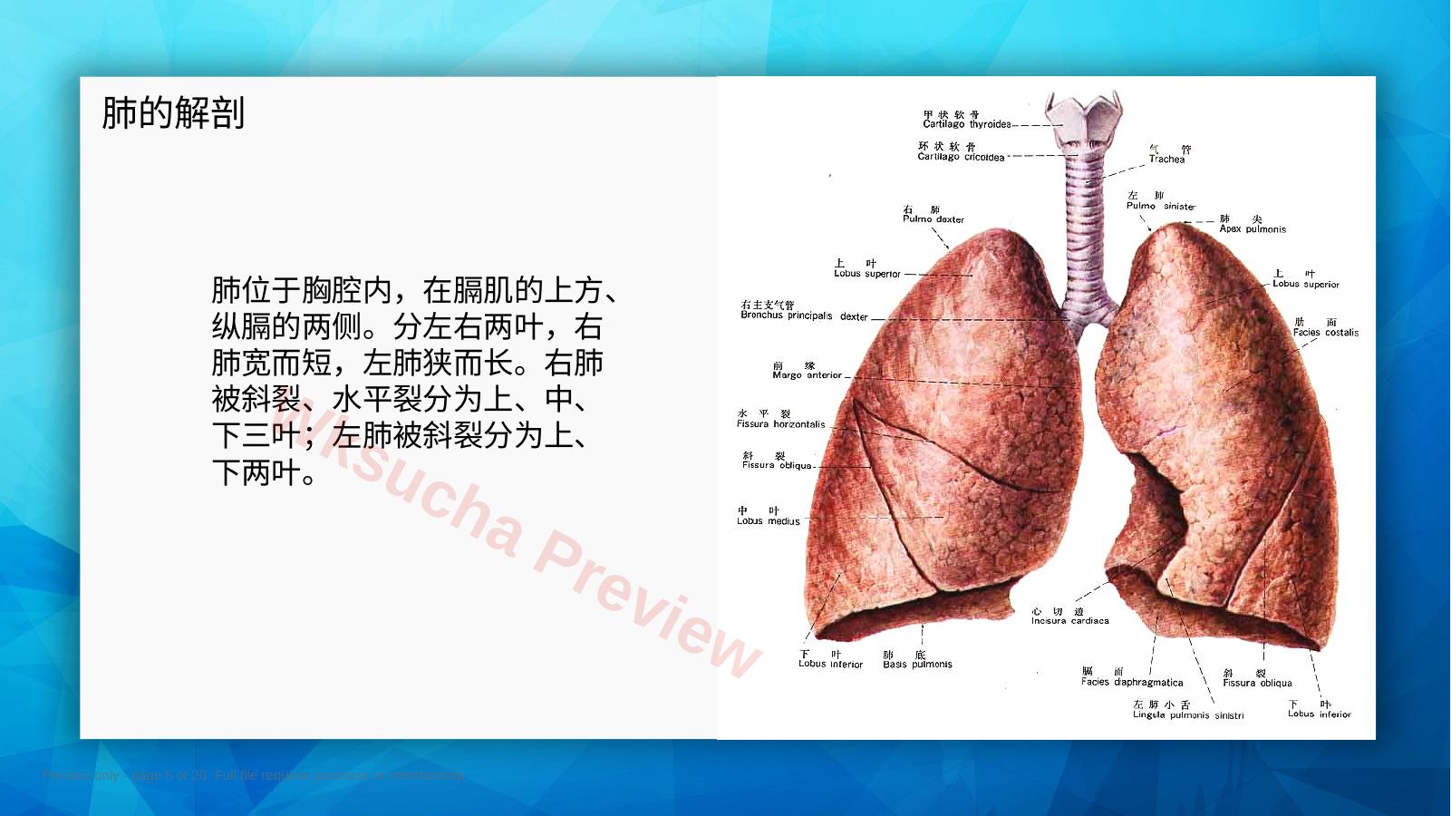 预览第 5 页