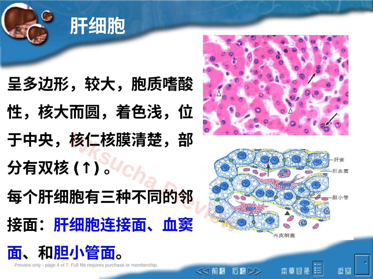 预览第 4 页