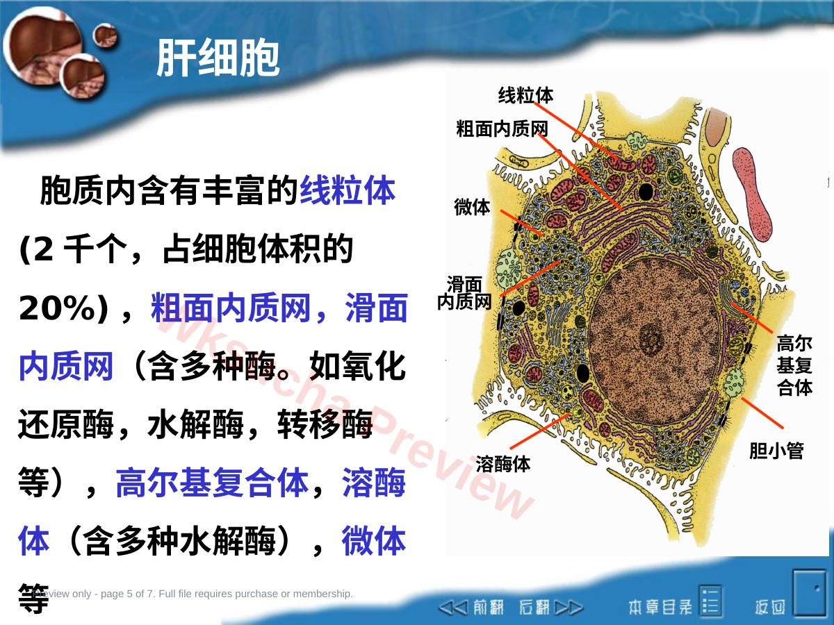 预览第 5 页