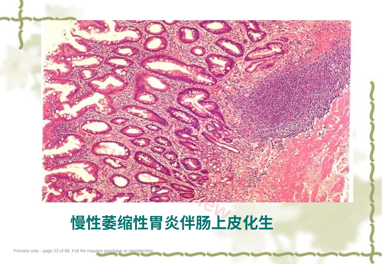 预览第 23 页